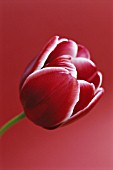 TULIPA ASTARTE, TULIP - TRIUMPH TULIP