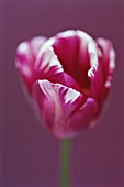 TULIPA ZUREL, TULIP - TRIUMPH TULIP