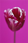 TULIPA ZUREL, TULIP - TRIUMPH TULIP