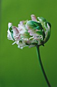 TULIPA GREENWAVE, TULIP - PARROT TULIP