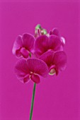 LATHYRUS LATIFOLIUS, SWEET PEA - EVERLASTING SWEET PEA