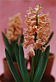 HYACINTHUS GIPSY QUEEN, HYACINTH