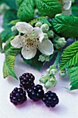 RUBUS ULMIFOLIUS, BLACKBERRY