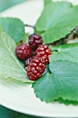 MORUS NIGRA, MULBERRY