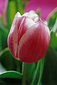 TULIPA VALENTINE, TULIP