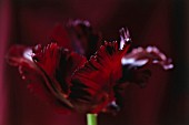 TULIPA, TULIP - PARROT TULIP