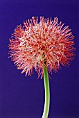 SCADOXUS MULTIFLORUS, BLOOD LILY