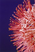 SCADOXUS MULTIFLORUS, BLOOD LILY