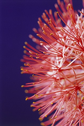 SCADOXUS_MULTIFLORUS_BLOOD_LILY