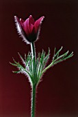 PULSATILLA VULGARIS, PASQUE FLOWER