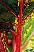 BETA VULGARIS, SWISS CHARD