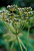 FOENICULUM VULGARE, FENNEL