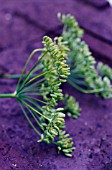 FOENICULUM VULGARE, FENNEL