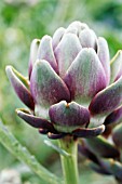 CYNARA SCOLYMUS, GLOBE ARTICHOKE