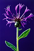 CENTAUREA MONTANA, KNAPWEED