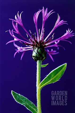 CENTAUREA_MONTANA_KNAPWEED