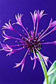 CENTAUREA MONTANA, KNAPWEED