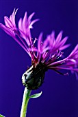 CENTAUREA MONTANA, KNAPWEED