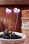 CYCLAMEN HEDERIFOLIUM, CYCLAMEN