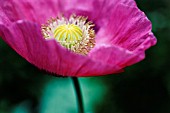 PAPAVER SOMNIFERUM, POPPY - OPIUM POPPY