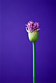 ALLIUM ‘GLOBEMASTER’, ALLIUM