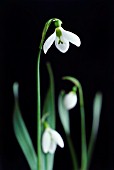 GALANTHUS NIVALIS, SNOWDROP