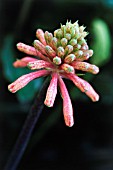 VELTHEIMIA BRACTEATA, LILY - FOREST LILY