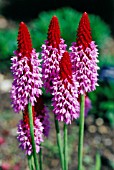 PRIMULA VIALII, PRIMULA, PRIMROSE