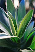 LEUCADENDRON ARGENTEUM, LEUCADENDRON