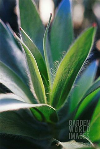 LEUCADENDRON_ARGENTEUM_LEUCADENDRON