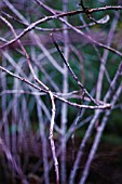 RUBUS COCKBURNIANUS, BRAMBLE - ORNAMENTAL BRAMBLE