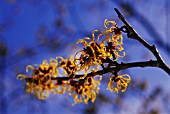 HAMAMELIS, WITCH HAZEL