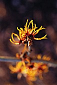 HAMAMELIS, WITCH HAZEL