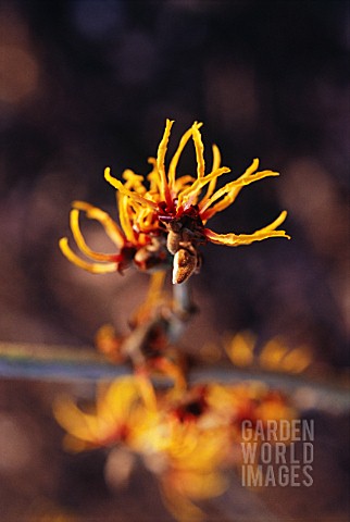 HAMAMELIS_WITCH_HAZEL