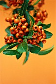 PYRACANTHA COCCINEA, PYRACANTHA, FIRETHORN