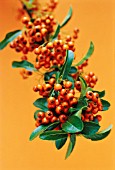 PYRACANTHA COCCINEA, PYRACANTHA, FIRETHORN