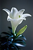 LILIUM LONGIFLORUM ‘MEMORIES’, LILY - EASTER LILY