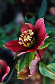 HELLEBORUS ORIENTALIS, HELLEBORE