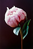 PAEONIA, PEONY