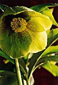 HELLEBORUS HYBRIDUS ‘EMERALD QUEEN’, HELLEBORE