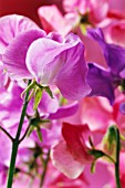 LATHYRUS ODORATUS ‘ROYALTY’, SWEET PEA