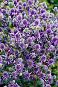 ERYNGIUM TRIPARTITUM, SEA HOLLY