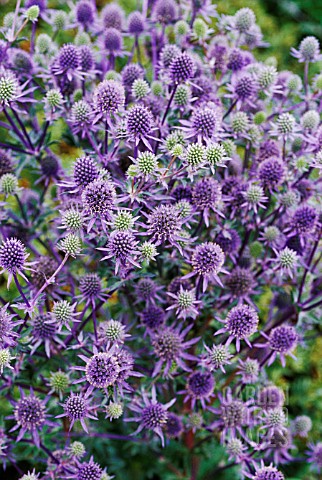 ERYNGIUM_TRIPARTITUM_SEA_HOLLY