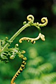 PTERIDIUM AQUILINUM, FERN - BRACKEN