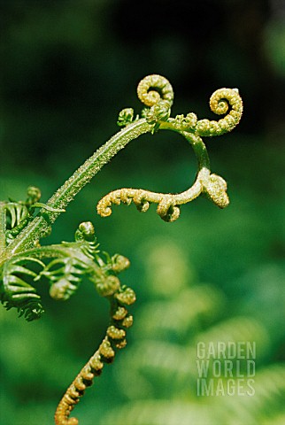 PTERIDIUM_AQUILINUM_FERN__BRACKEN