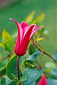 CLEMATIS ‘PRINCESS DIANA’, CLEMATIS