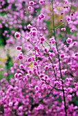 THALICTRUM, MEADOW RUE