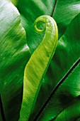 ASPLENIUM SCOLOPENDRIUM, FERN - HARTS TONGUE FERN