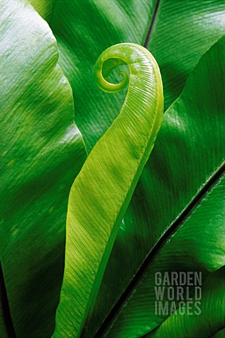 ASPLENIUM_SCOLOPENDRIUM_FERN__HARTS_TONGUE_FERN