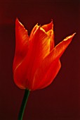 TULIPA BALLERINA, TULIP